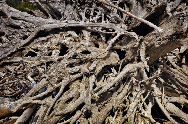 Lilloet lake, roots of a tree, The Ucwalmicw reserve, British Columbia, Canada