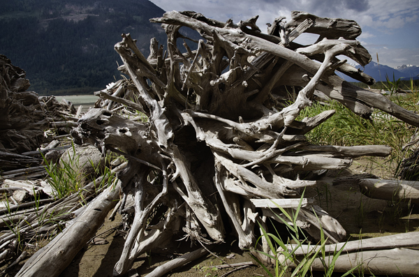 Lilloet lake, roots of a tree, The Ucwalmicw reserve, British Columbia, Canada